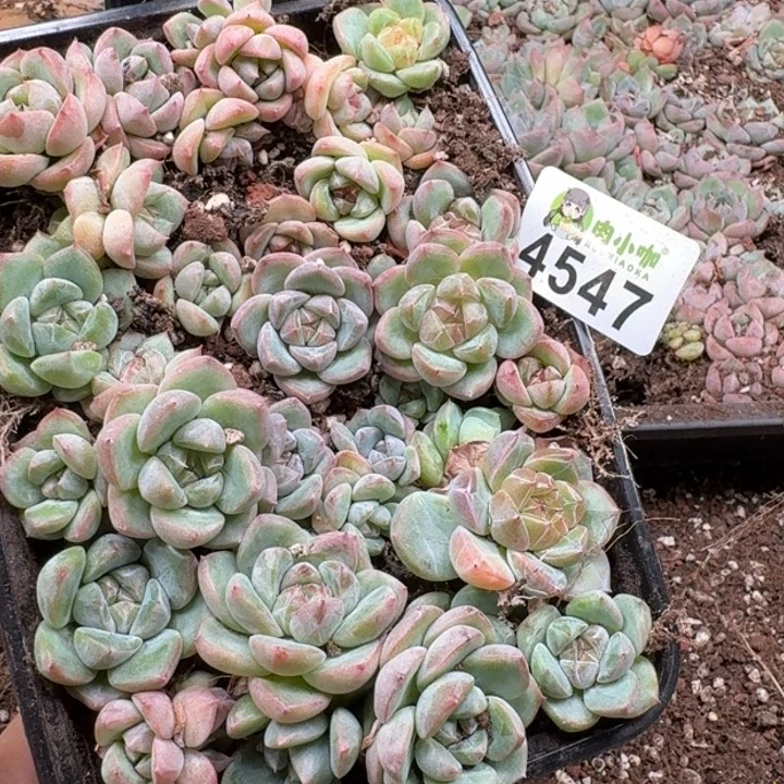 诗***艺多肉植物多肉植物