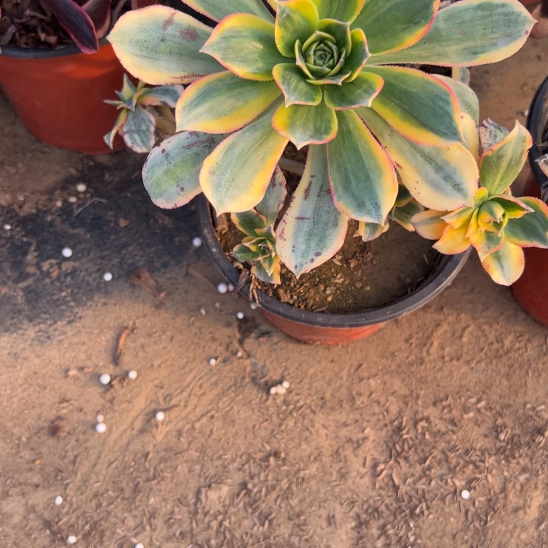 995灿烂多肉植物法师多肉