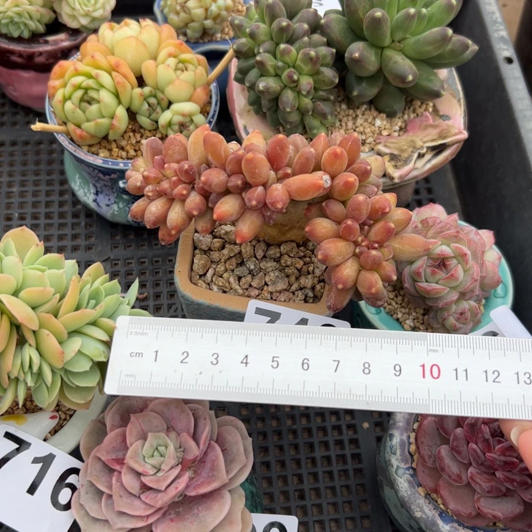 z****点740 多肉植物组合盆栽