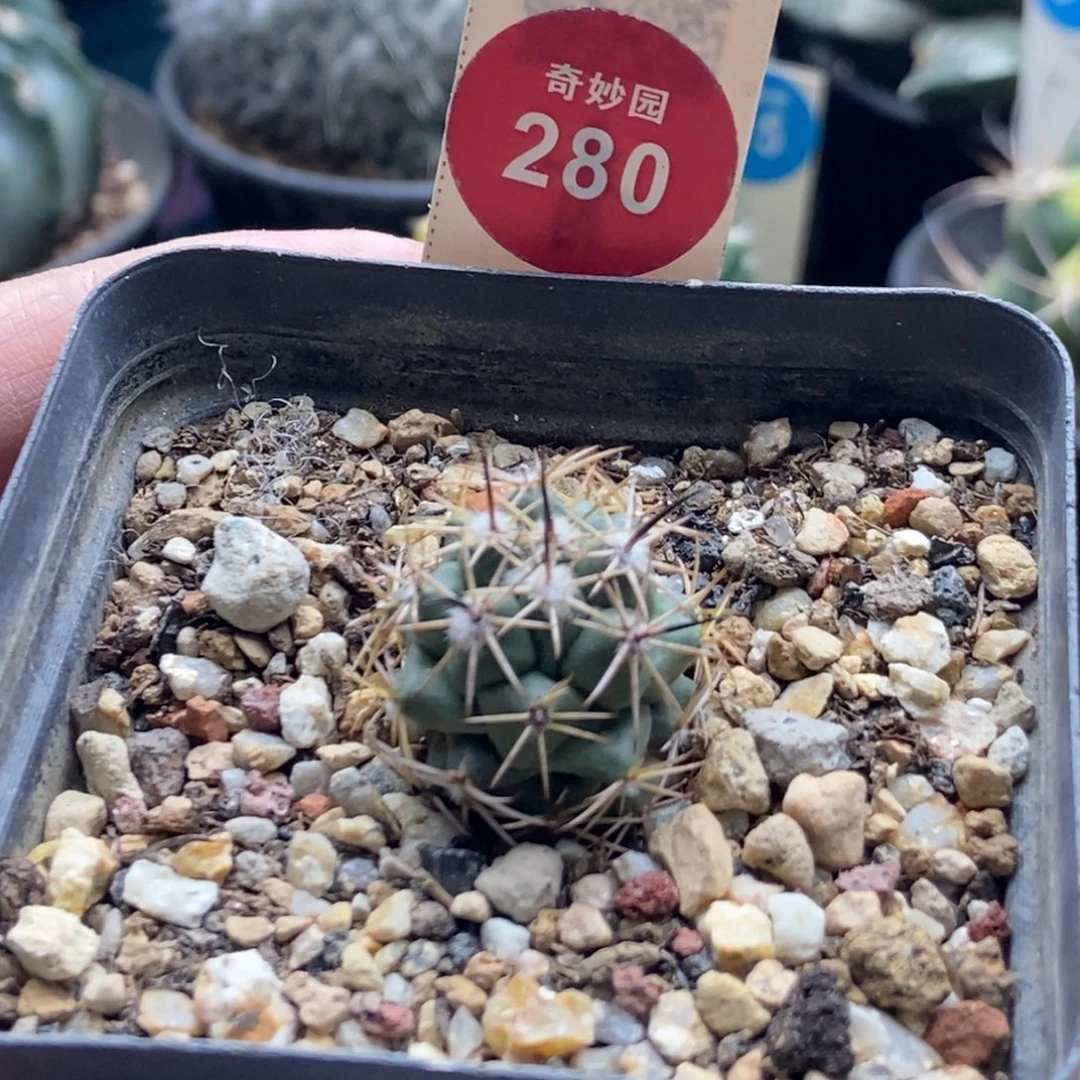 实生带中刺顶花枪骑士2.2cm