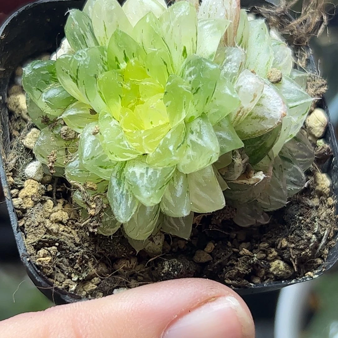 翠云锦群生十二卷多肉