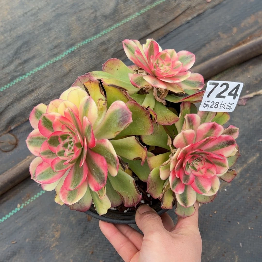 多肉植物724荔枝有叶伤