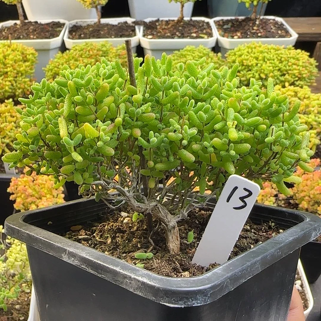 蜜橘糖球一物一拍