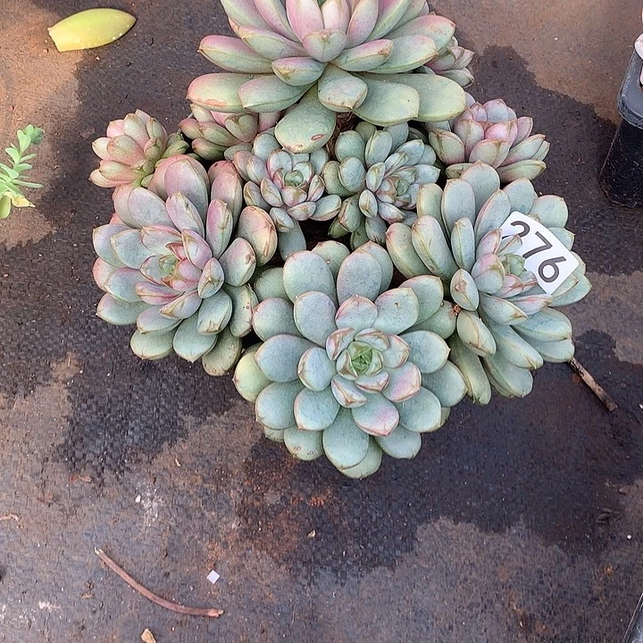 276葡萄 一物一拍多肉