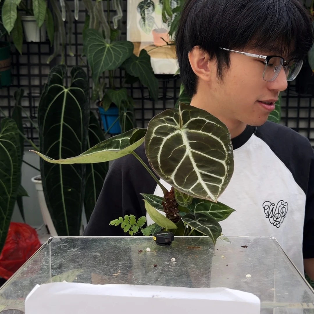 完全开放F54 老庄 黑撕裂