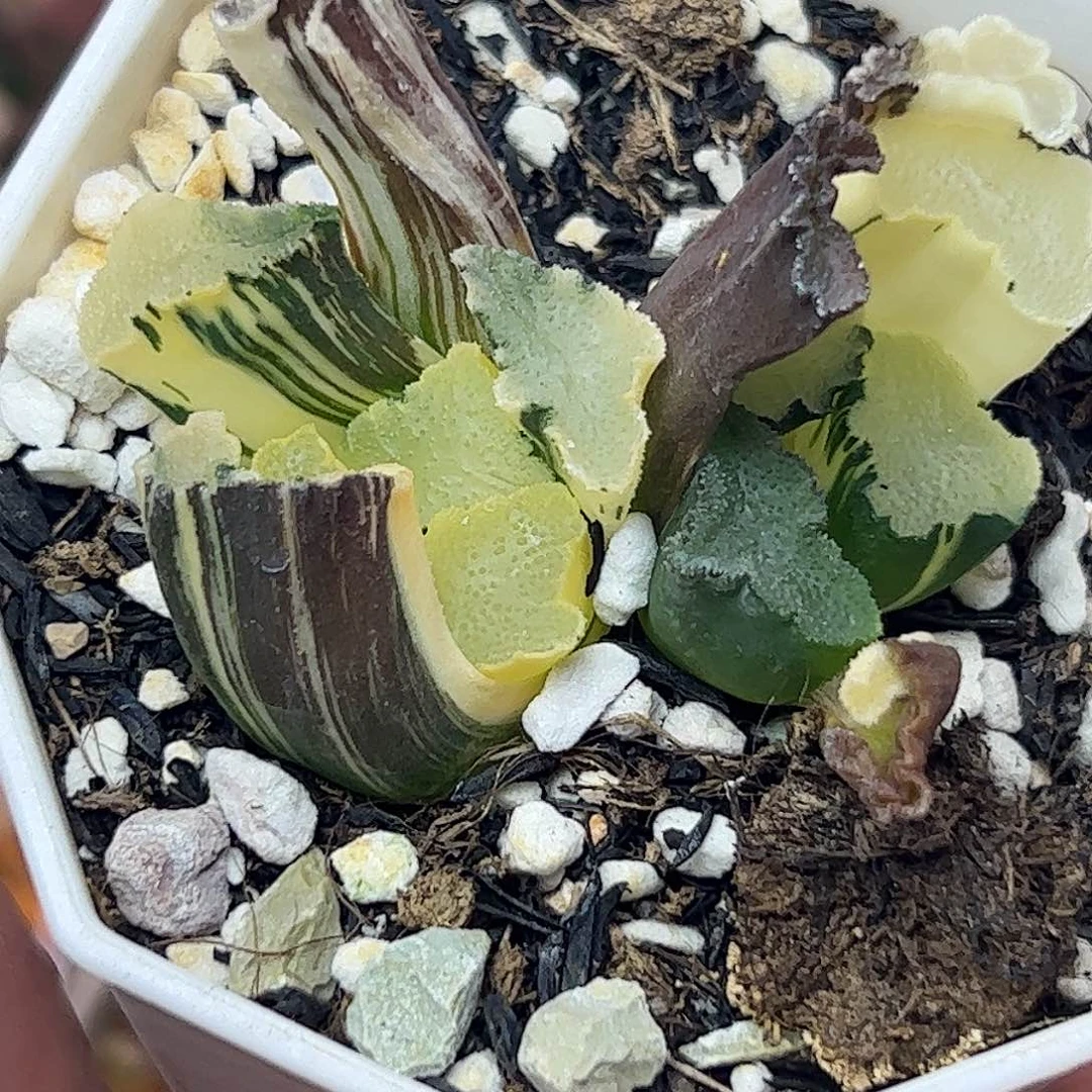 隼杂锦十二卷多肉植物满