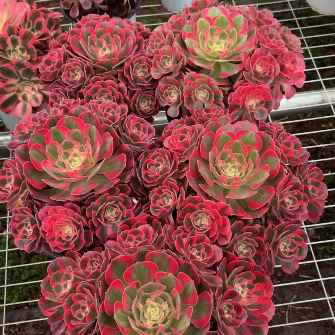 云南七彩石好看量拍一个