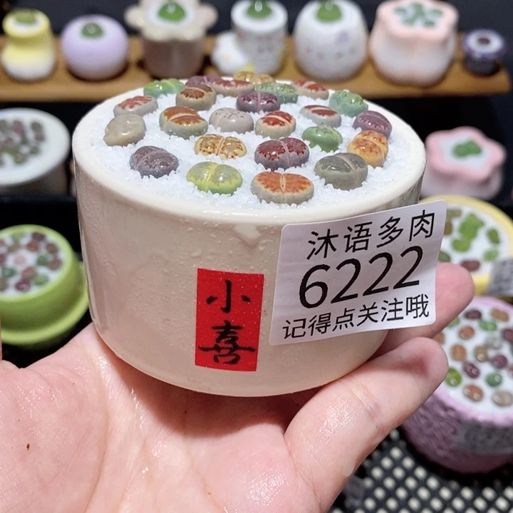 带盆土植物 一物一拍6222