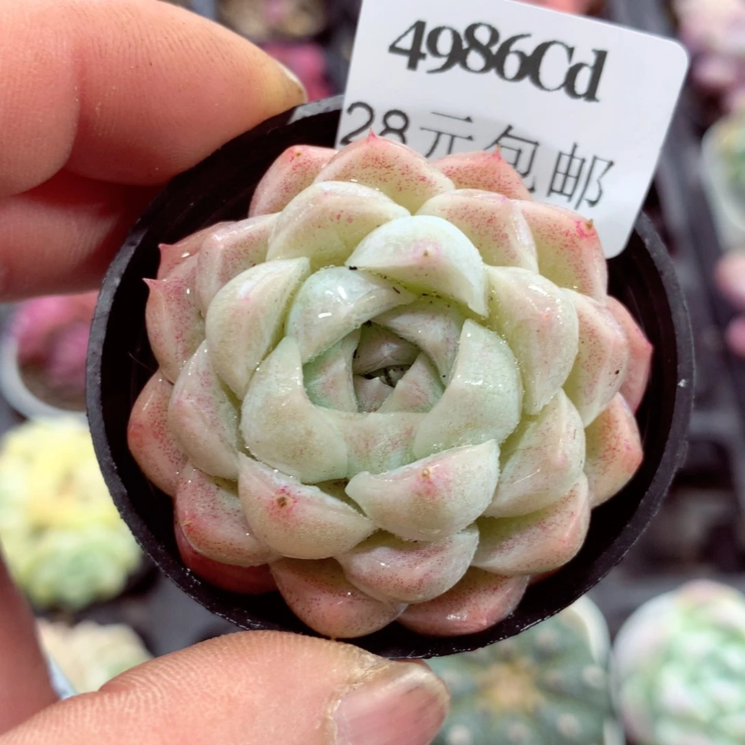 5厘米盆精控多肉4986
