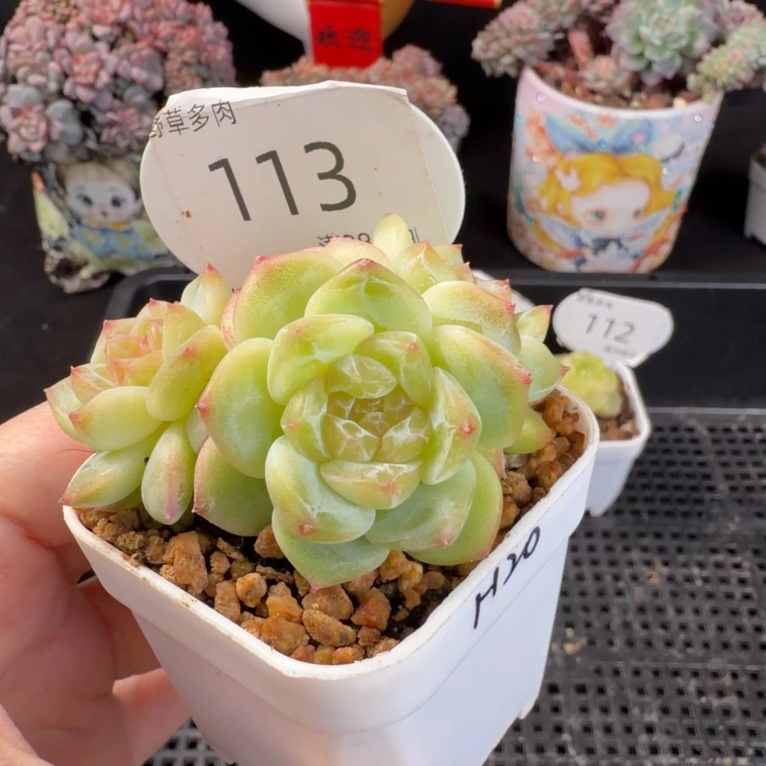 珍妮优选三头群113号
