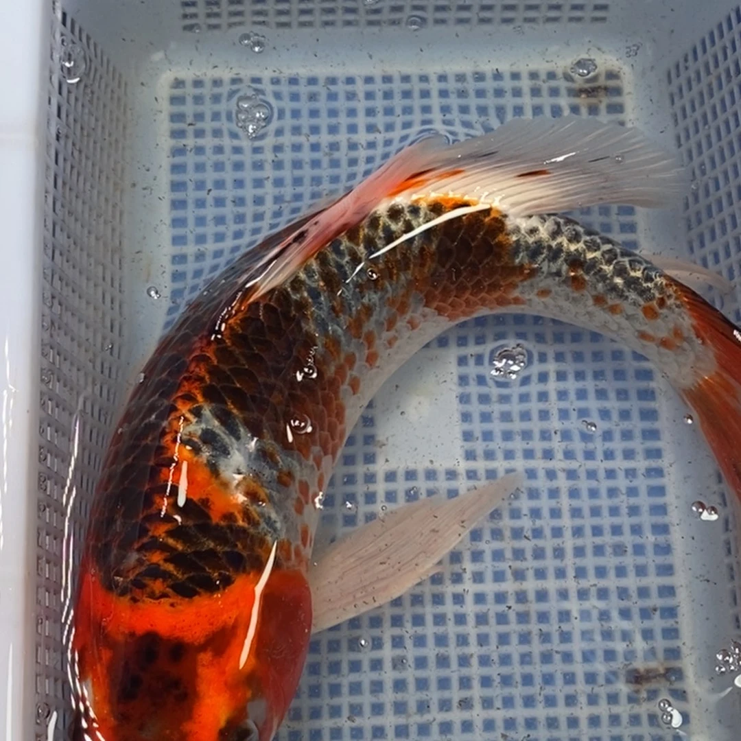 锦鲤冷水锦鲤包邮