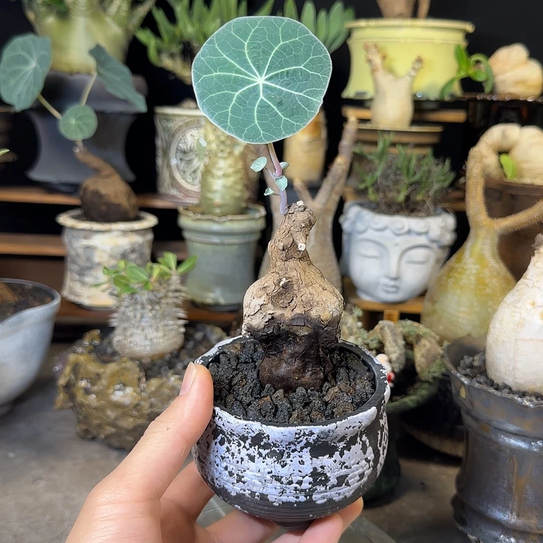 一物一拍老家一叶龟180