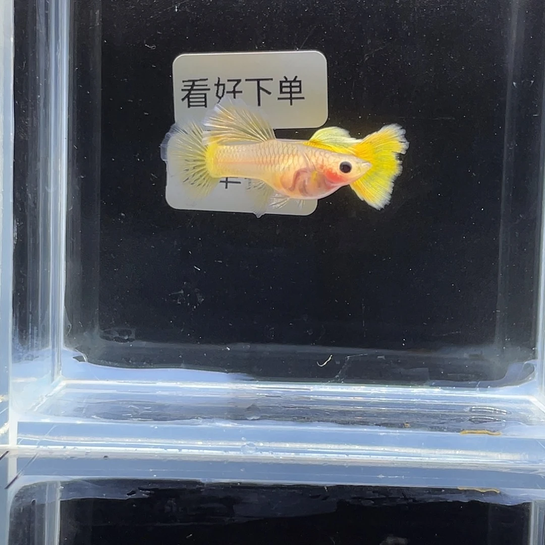 孔雀鱼豌豆黄种鱼