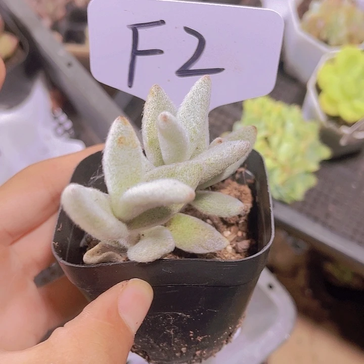 精品F2兔耳朵带盆土发