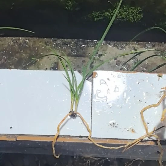 完全开放天青素引种