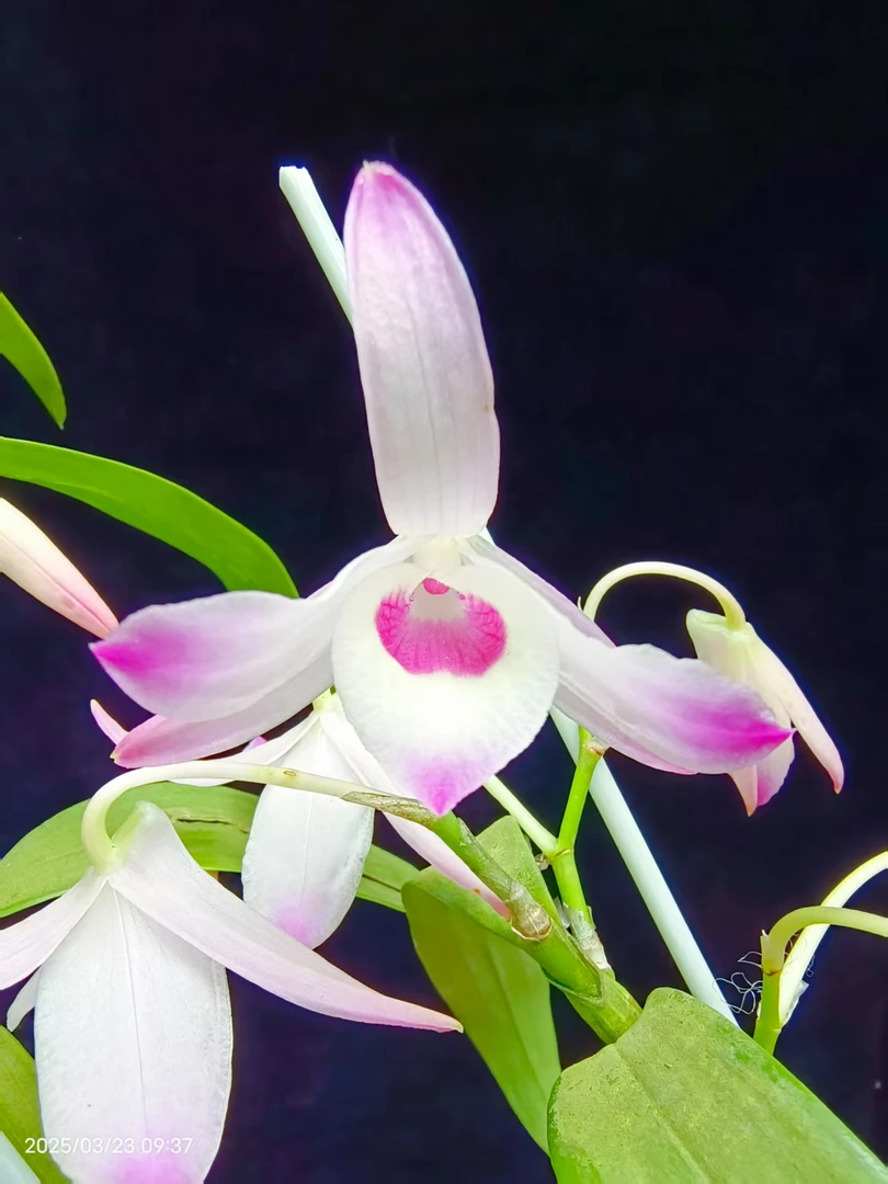 石斛兰盆栽绿植室内种植开花洋兰花卉