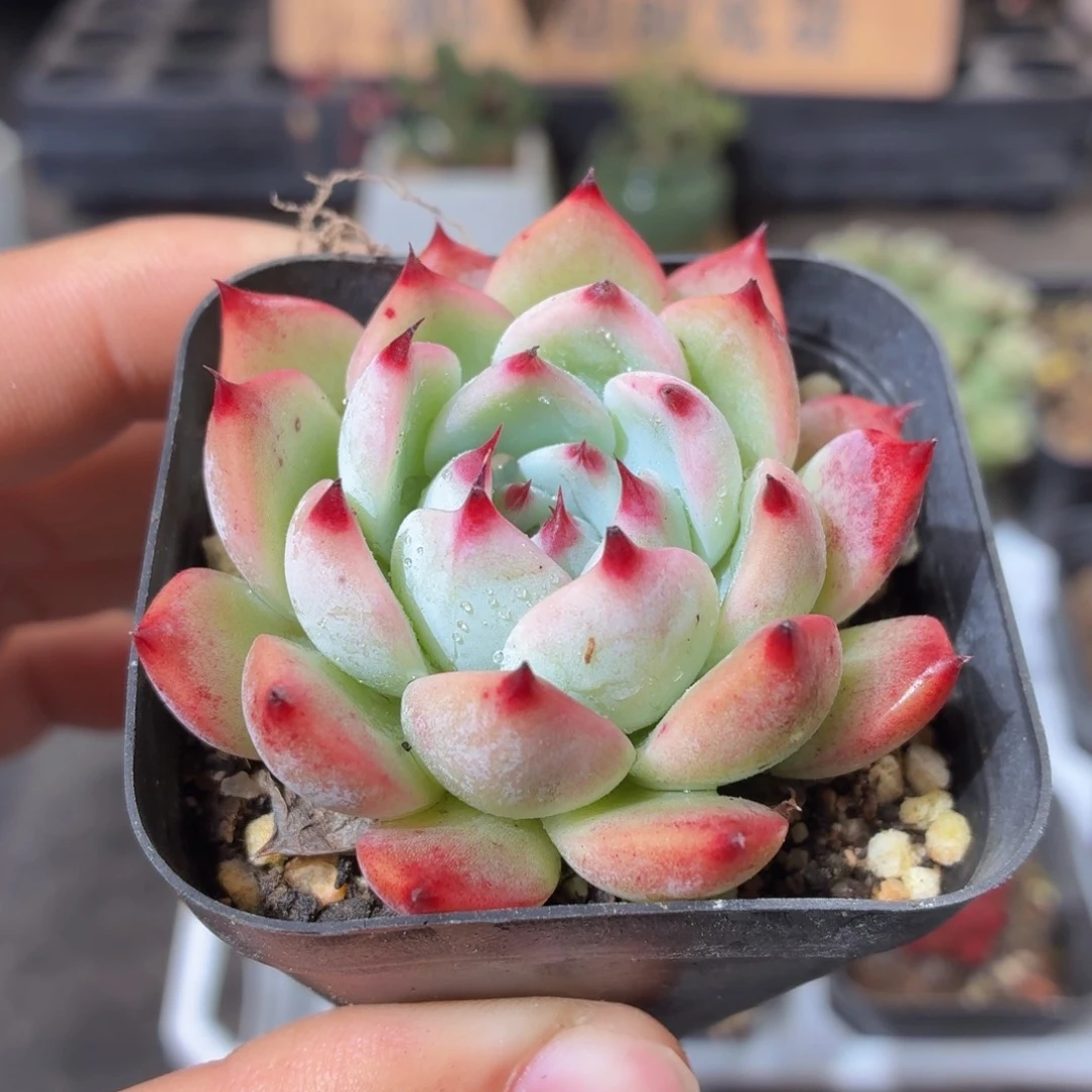 吉娃娃多肉9.9包邮发货