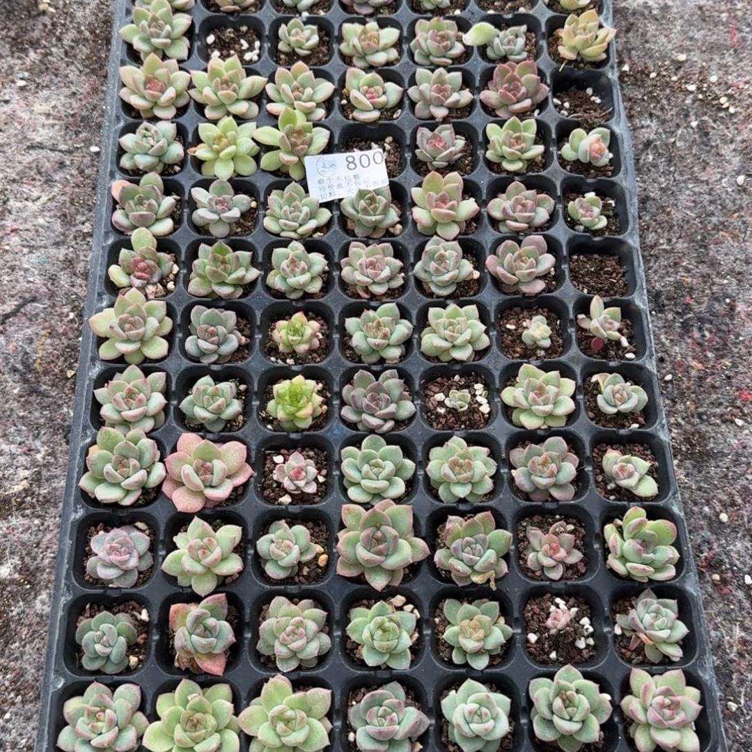 如图800播种麦芽糖穴盘不售后