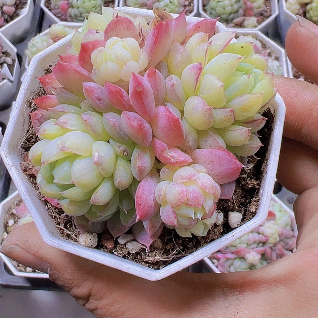 羊脂球带盆带土19包邮