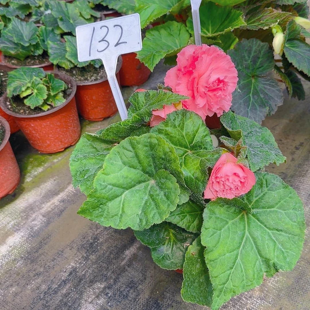 无花朵夫妻海棠种球系列132