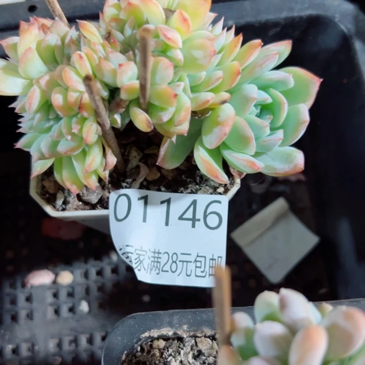 幸运的是我还没遇到你