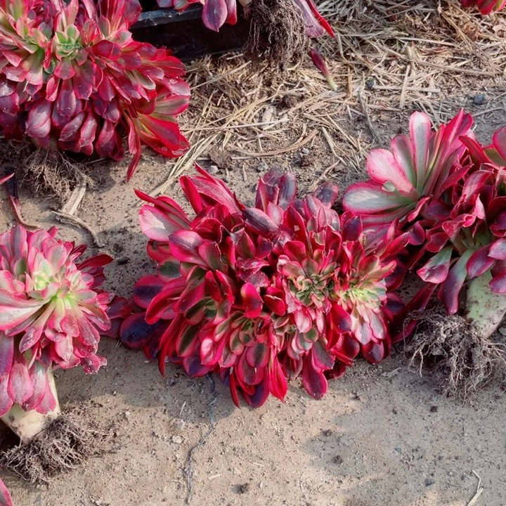 美杜莎缀地里12号棚