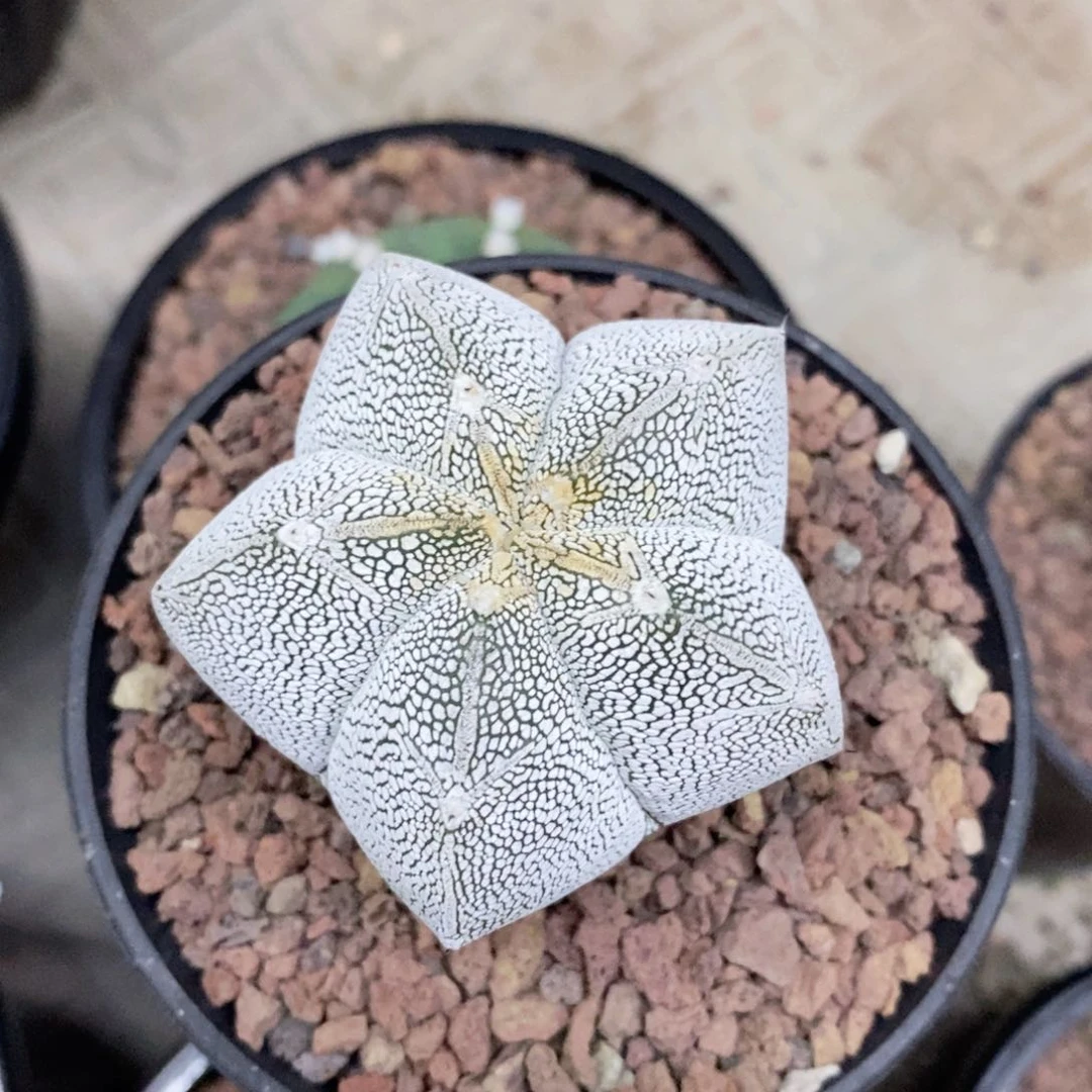 杀**。仙人球放盆生根粉