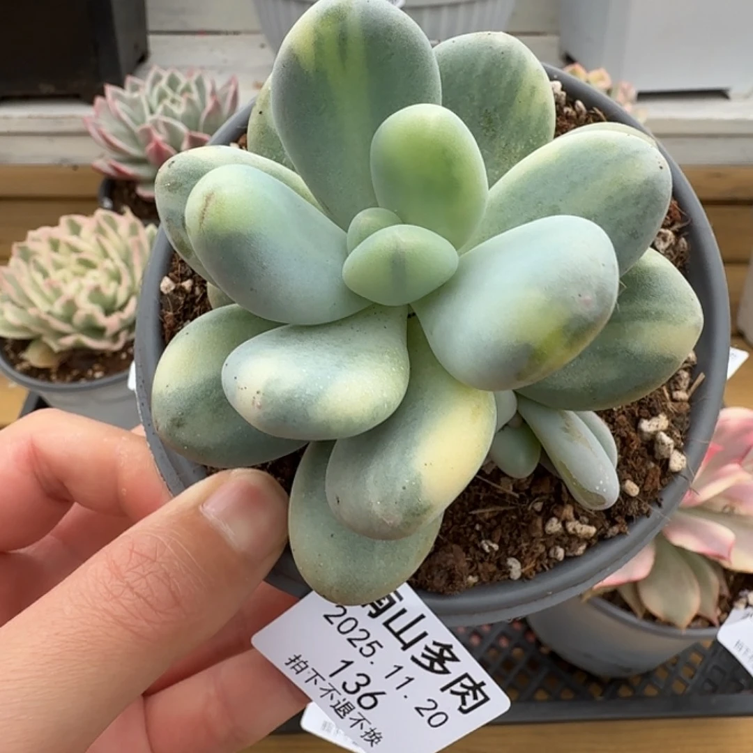 双头美人锦1111120-136