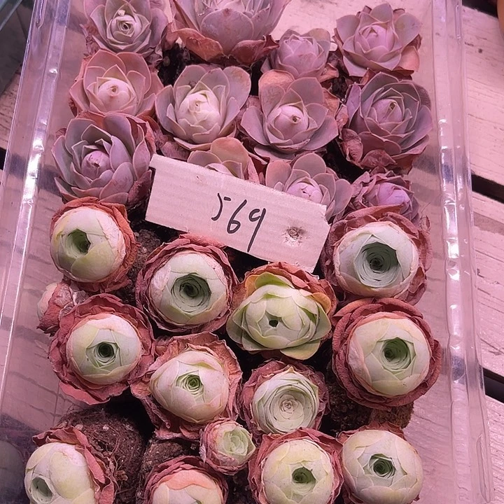 山地玫瑰569号，一物一拍24颗2.8cm左右