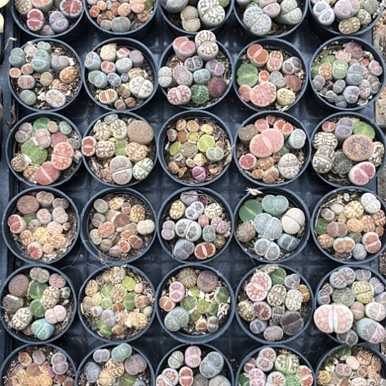 生石花,1盆精品多肉