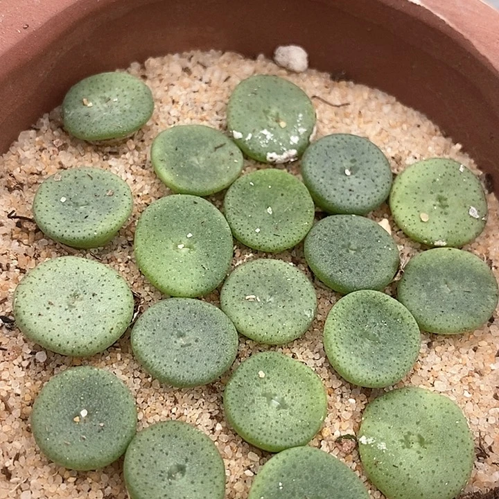 21526小酒杯一颗