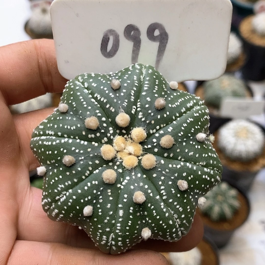 099海星福利特价咯打