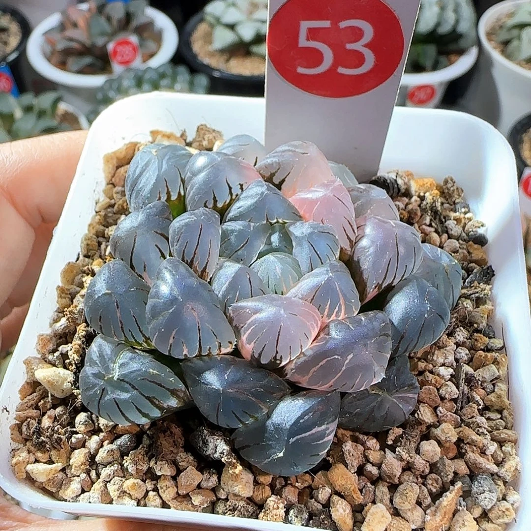 53号大窗冰灯玉露锦一物一拍带盆