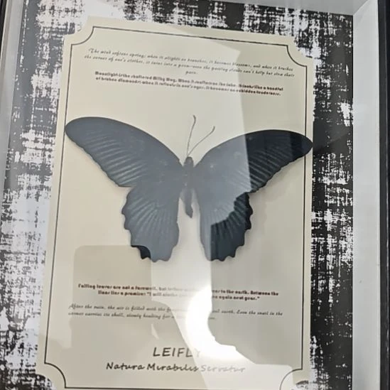 美凤蝶雄性复古背景十寸