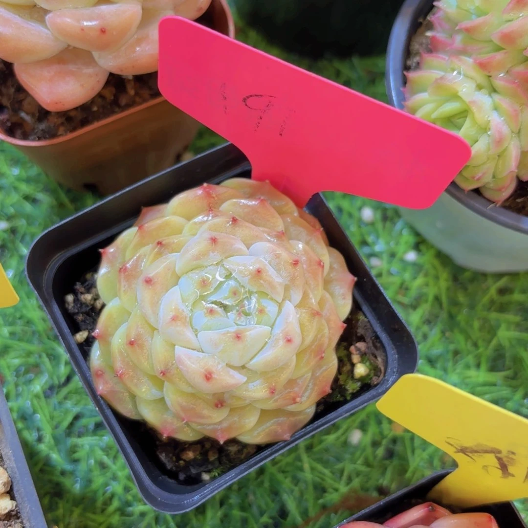 ?****王我的小可爱们都好可爱