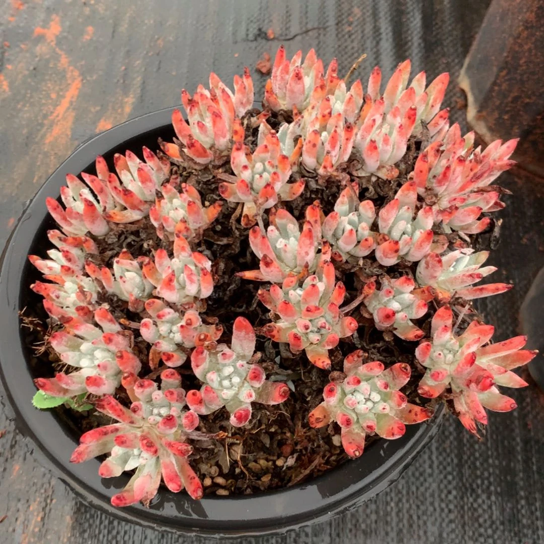 全部花朵白**水白菊杂,仙女杯多肉