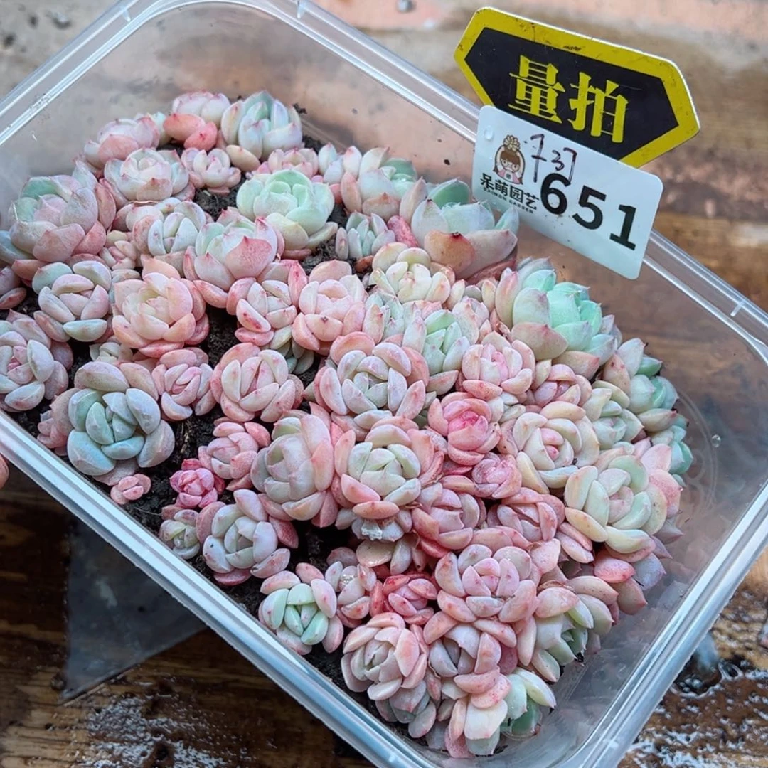 多肉植物多肉植物