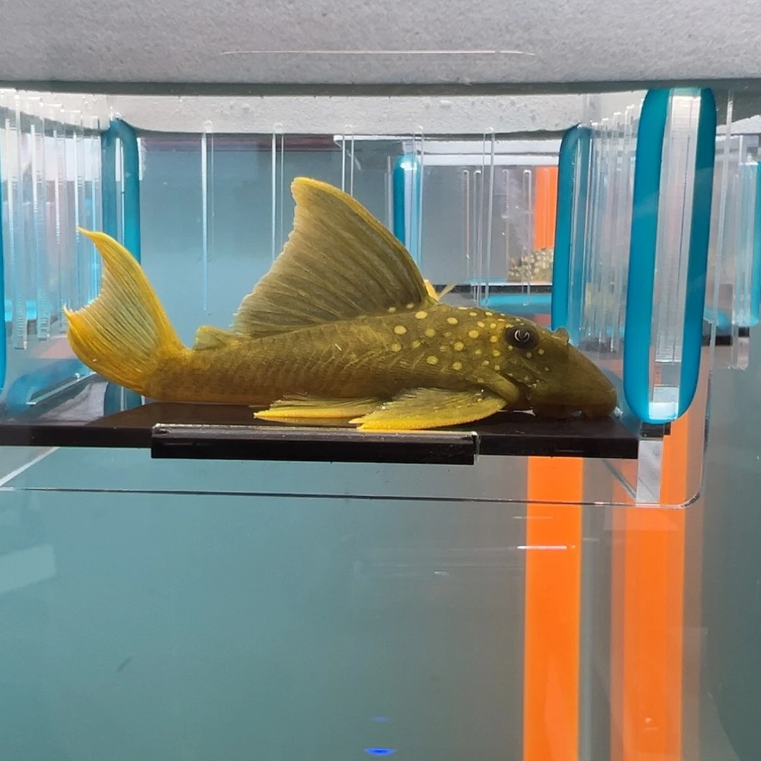 清道夫录完整开箱视频、入缸不包损8.2