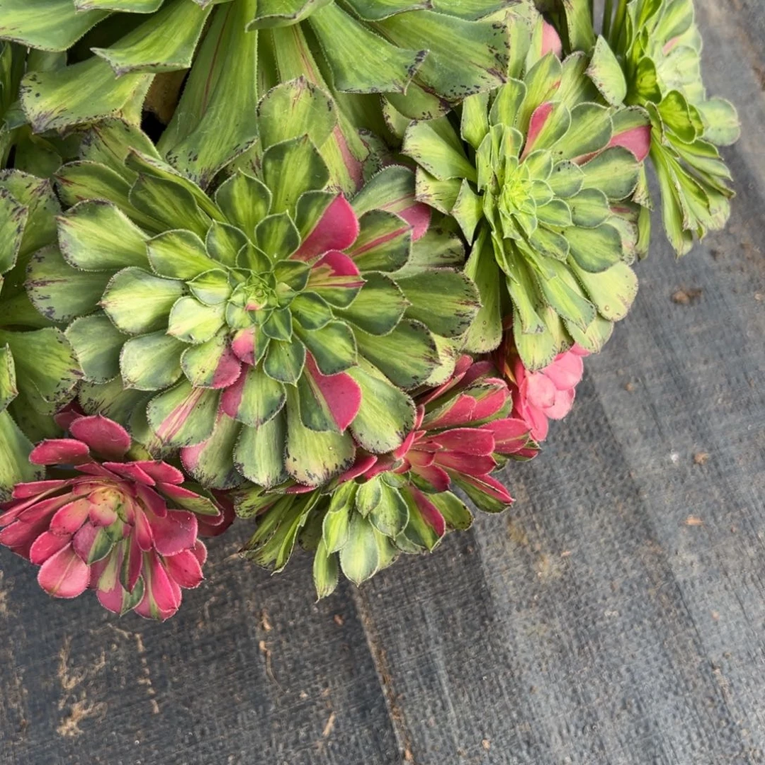 遂***楼231知否多肉多肉多肉多肉