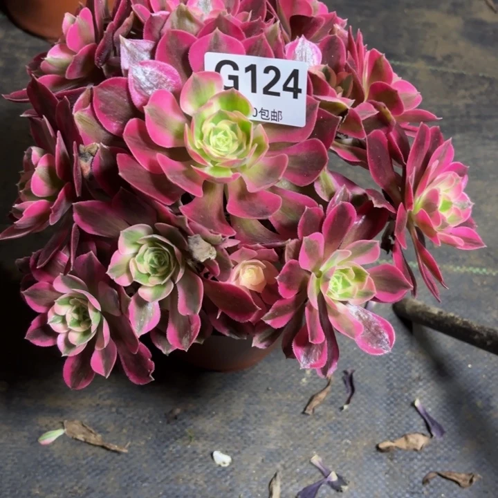 瑞妈，，，。。。124夜罗刹，