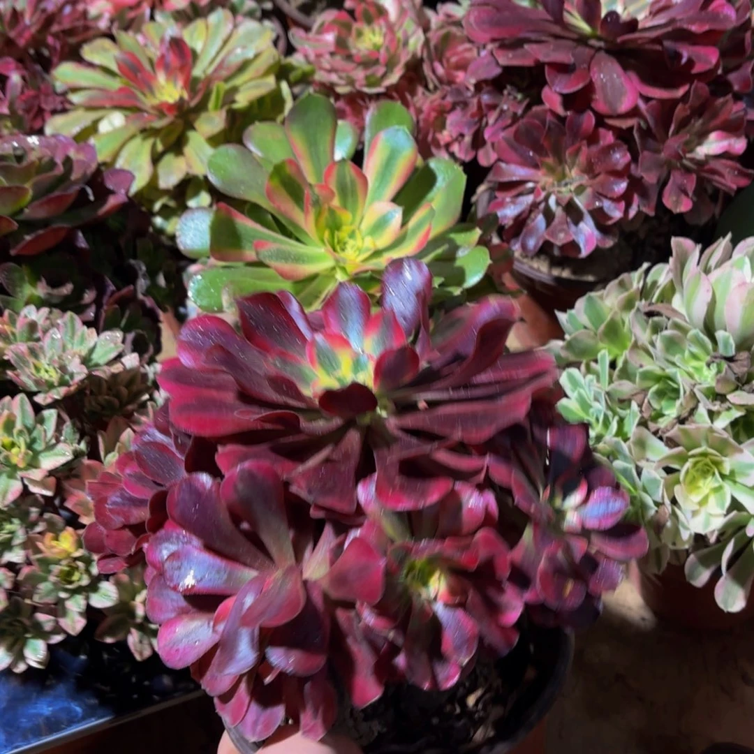 美杜莎法师9.9多肉植物