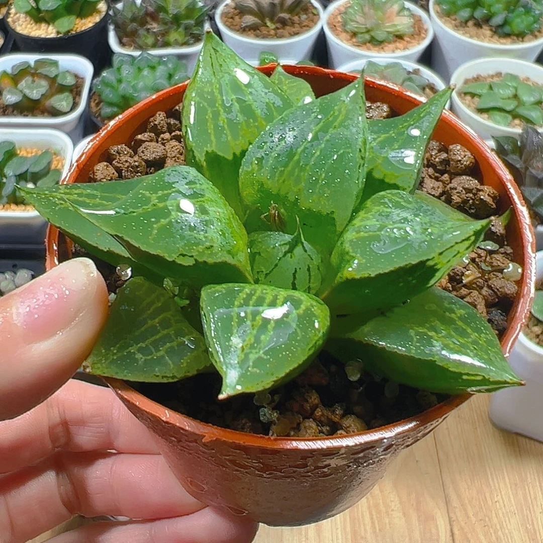 裹班若玉露多肉多肉