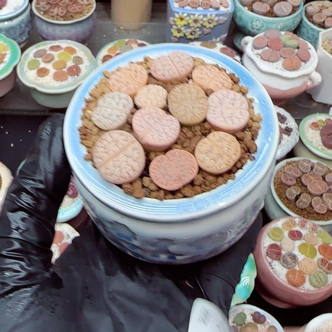 生石花满18包邮1209-151