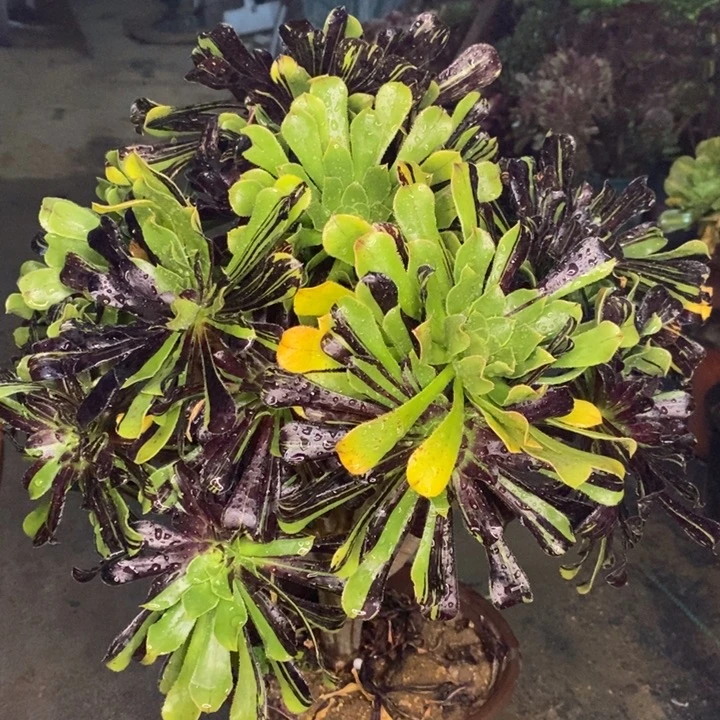 水墨丹青多肉植物25。