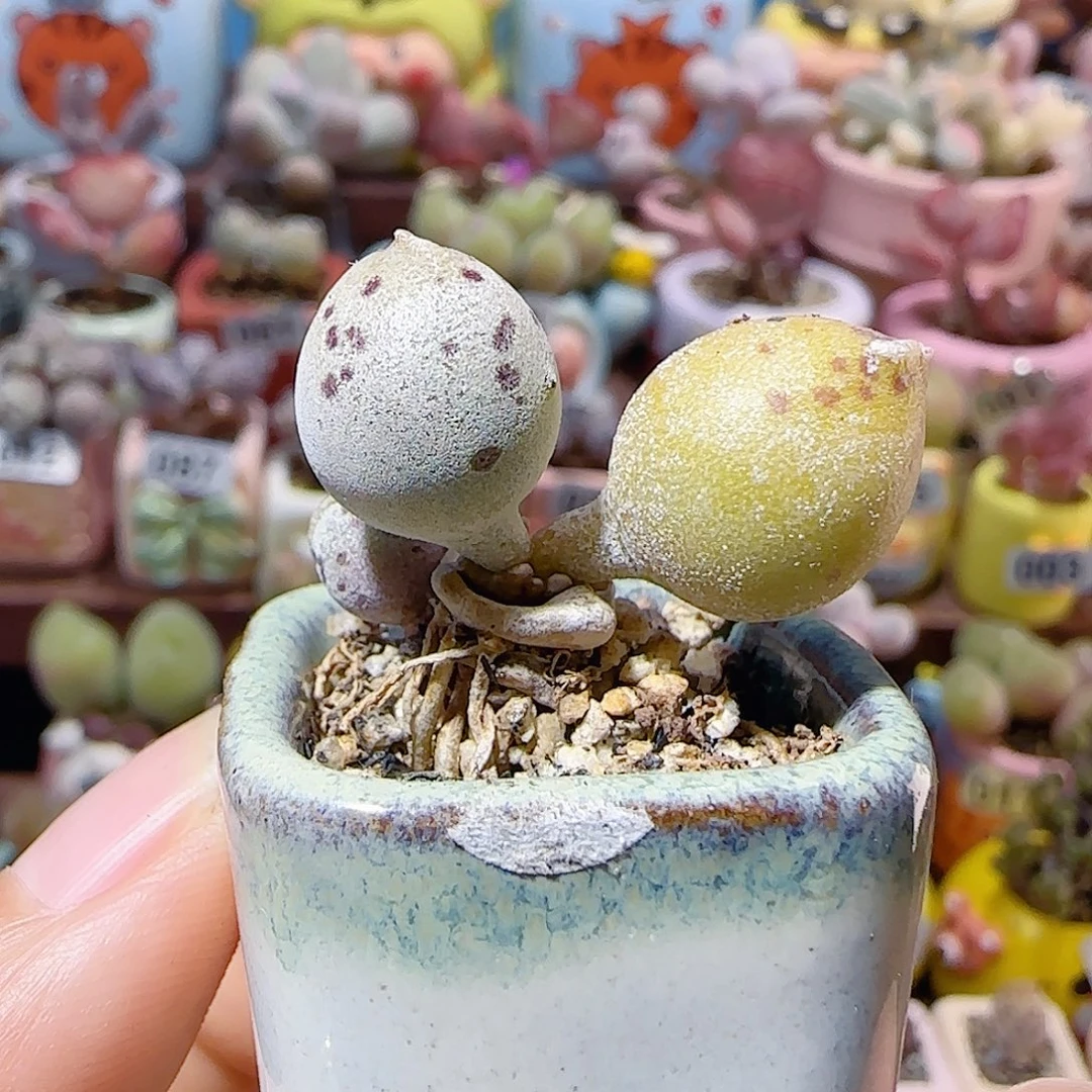 T双色海豹盆口2.5cm