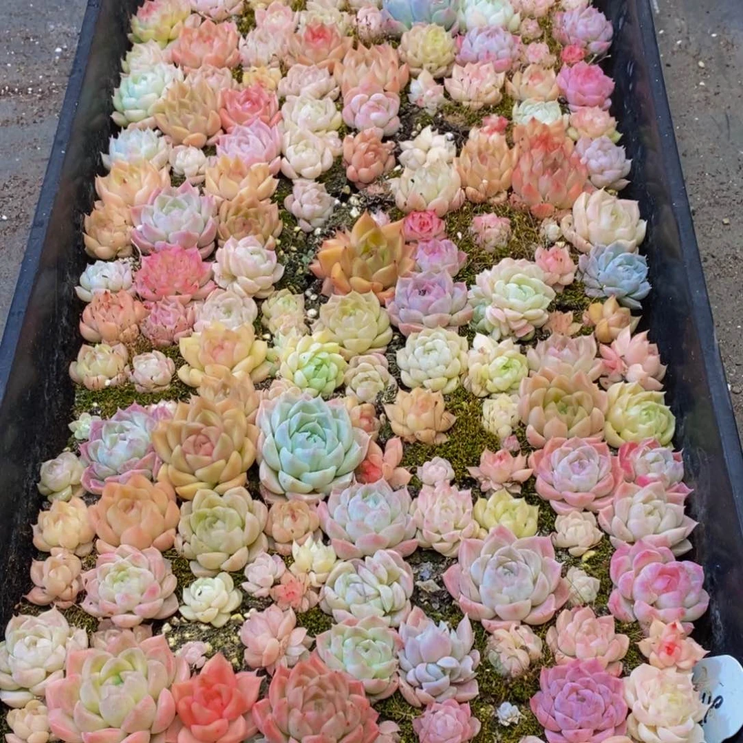 689多人在一起的时候我