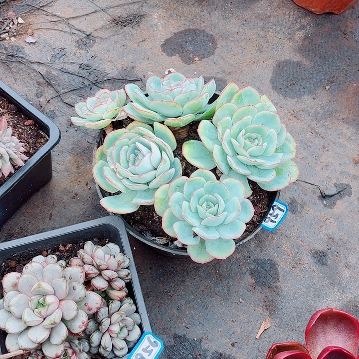 959晨露 一物一拍多肉