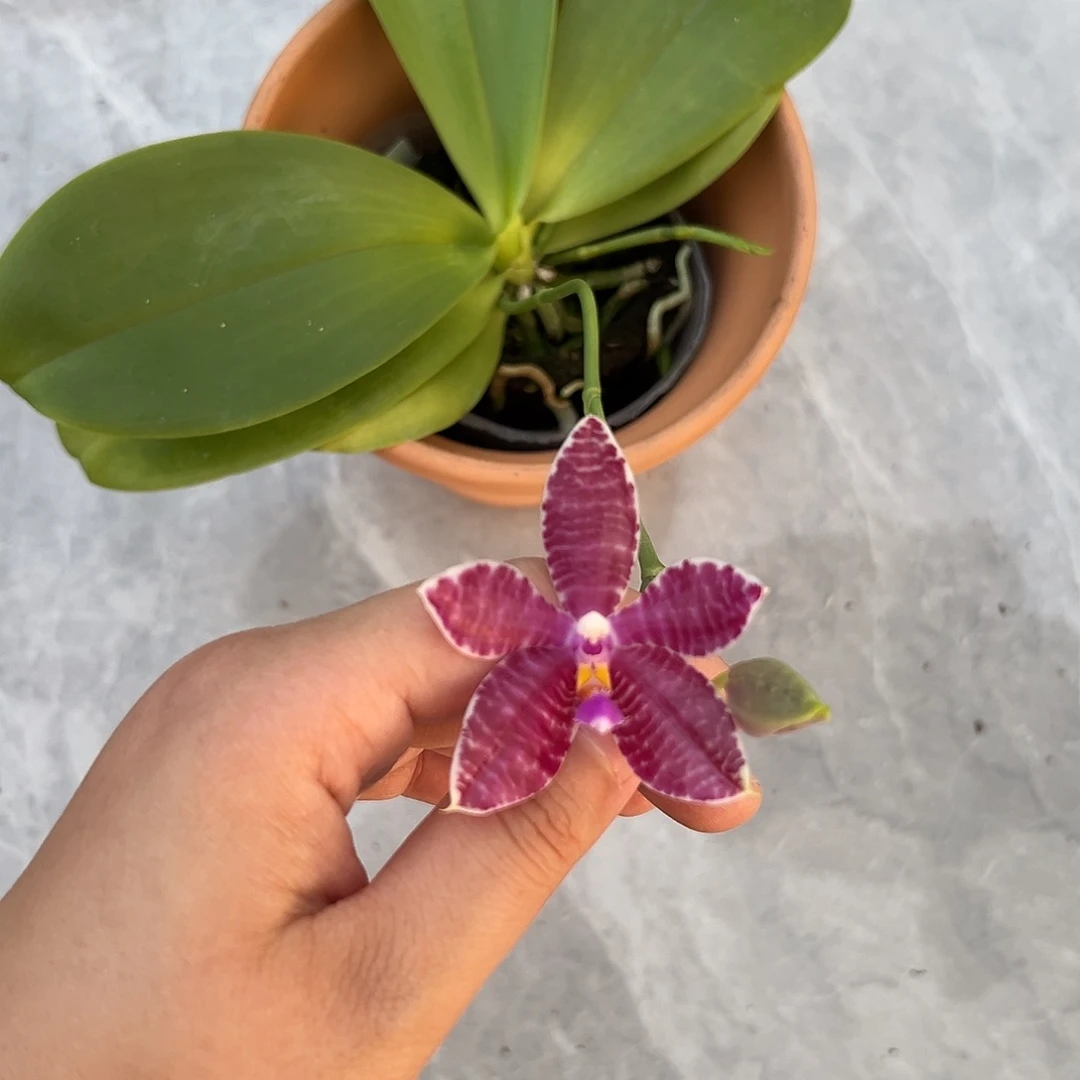 完全开放白花交蓝路德，叶子黄