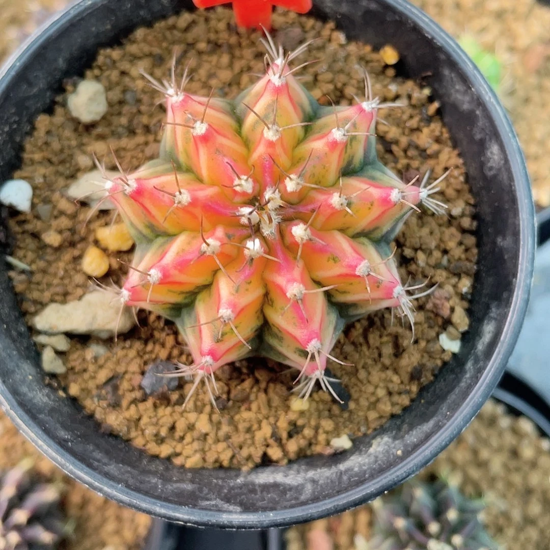 1-163米哈锦4.1厘米