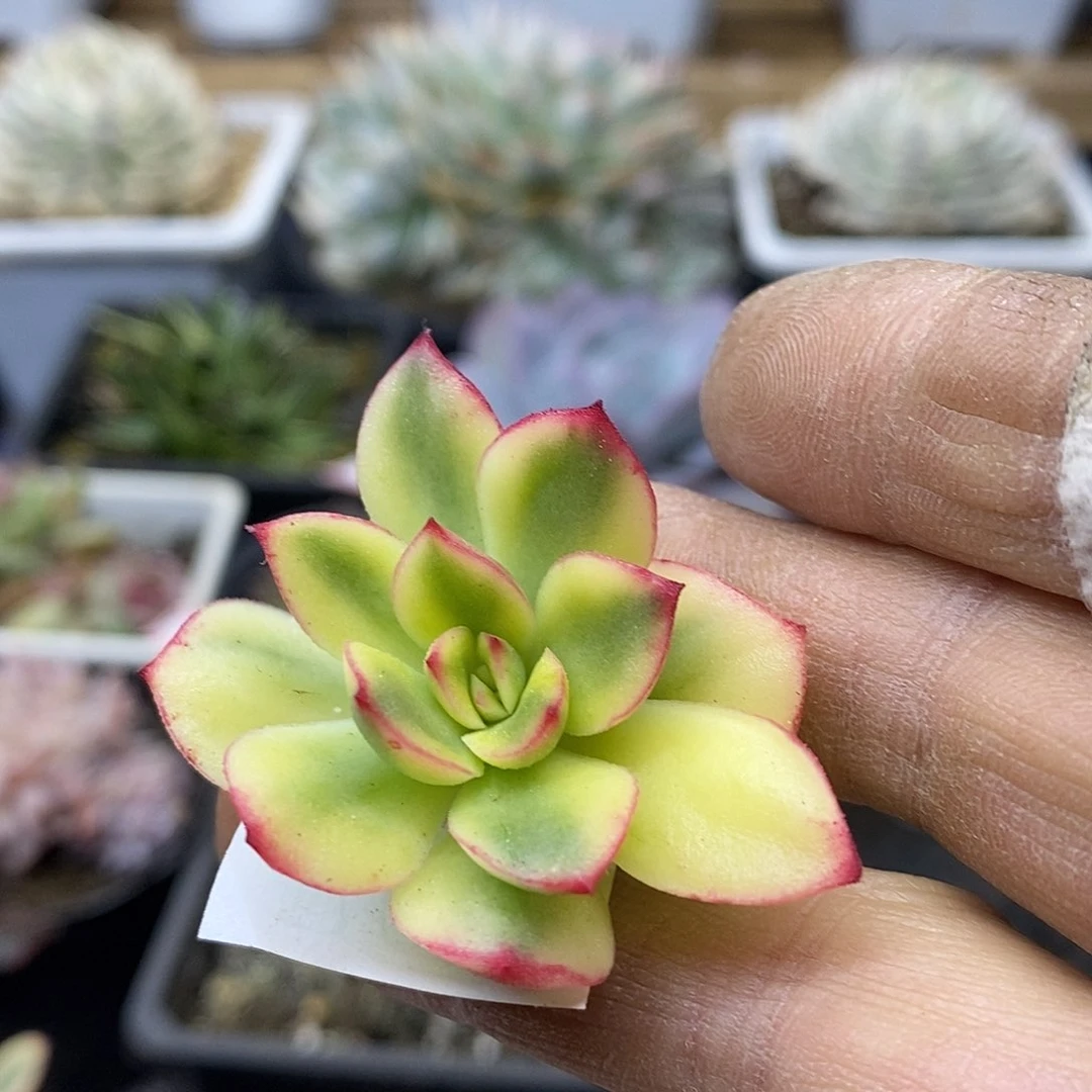 2570 紫梦覆轮锦头盖
